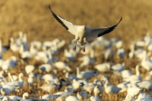 Snow goose landing in corn fields, Chen caerulecens, Bosque del Apache NWR, New Mexico