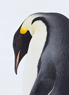 Majestic Prints: Snow Hil, Antarctica. Close-up of Emperor penguin. High Key