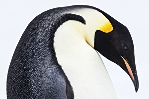 Emperor Prints: Snow Hill, Antarctica. Emporer Penguin. High Key