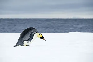 Edge Prints: Snow Hill Island, Antarctic. Emperor Penguin about to toboggan