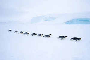 Images Dated 29th April 2019: Snow Hill Island, Antarctica. Adult Emperor Penguin tobogganing in a line to save energy