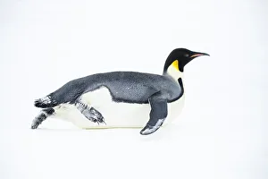 Images Dated 29th April 2019: Snow Hill Island, Antarctica. Adult Emperor penguin tobogganing to save energy while