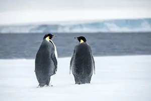 Images Dated 29th April 2019: Snow Hill Island, Antarctica. Two adult Emperor penguins have traveled to the edge of