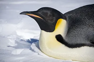 Snow Hill Island, Antarctica. Close-up emperor penguin on its belly resting