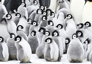 Cute Prints: Snow Hill Island, Antarctica. Creches of juvenile emperor penguins huddling together