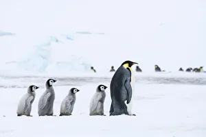 Images Dated 29th April 2019: Snow Hill Island, Antarctica. Emperor penguin chicks follow the leader