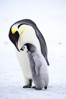 Cute Prints: Snow Hill Island, Antarctica. Emperor penguin parent bonding with chick