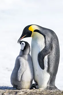 Snow Hill Island, Antarctica. Emperor penguin parent bonding with chick
