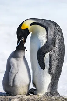 Snow Hill Island, Antarctica. Emperor penguin parent feeding chick