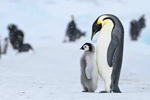 Images Dated 29th April 2019: Snow Hill Island, Antarctica. Emperor penguin parent with juvenile