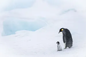 Images Dated 29th April 2019: Snow Hill Island, Antarctica. Emperor penguin parent out for a walk with tiny chick