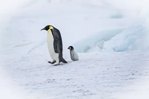 Snow Hill Island, Antarctica. Emperor penguin parent out for a walk with tiny chick