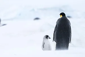 Snow Hill Island, Antarctica. Emperor penguin parent out for a walk with tiny chick