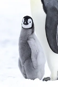 Adaptation Prints: Snow Hill Island, Antarctica. Juvenile emperor penguin chick stays close to its parent