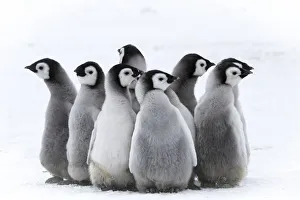 Adaptation Prints: Snow Hill Island, Antarctica. Nestling creches of emperor penguin chicks