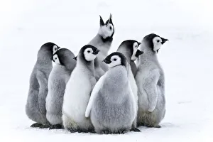 Adaptation Prints: Snow Hill Island, Antarctica. Nestling emperor penguin chicks having a penguin party