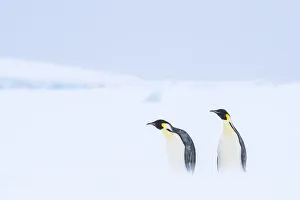 Adaptation Prints: Snow Hill Island, Antarctica. Pair of Emperor penguins traversing the ice shelf during a