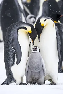 Parent Prints: Snow Hill Island, Antarctica. A proud pair of emperor penguins nestling