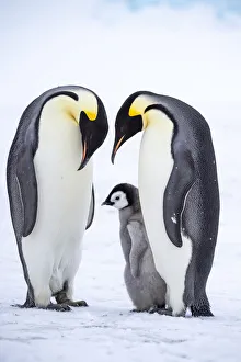 Images Dated 29th April 2019: Snow Hill Island, Antarctica. A proud pair of emperor penguins nestling