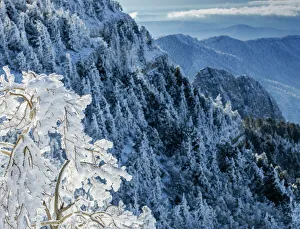 Sandia Mountain Prints: Snow ice crystals blowing off tree, Sandia Mountain Wilderness, New Mexico