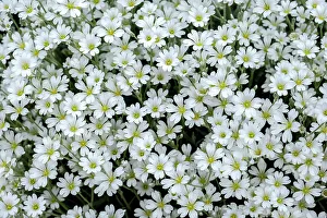 Ground Cover Prints: Snow-in-summer flowers