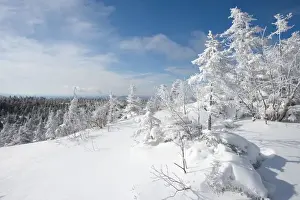 Stark Prints: Snow laden trees high on the slopes of Mount Cardigan in Canaan, NH. Clark Trail