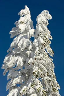 Images Dated 2nd February 2008: Snow-laden trees, Seymour Mountain, British Columbia