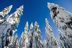 Plantae Prints: Snow-laden trees, Seymour Mountain, British Columbia