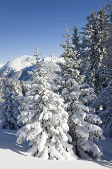 Spruce Prints: Snow Landscape in the Bernese Alps... Diemtigtal, Bern, Switzerland