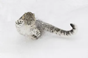 Images Dated 18th July 2019: Snow leopard, Panthera uncia controlled situation, Montana