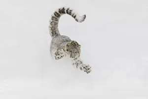 Predatory Prints: Snow leopard, running through snow, Panthera uncia controlled situation, Montana