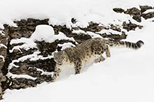 Prints of Snow leopard in winter snow, Panthera uncia, controlled situation Images Dated 2019 July: Snow leopard in winter snow, Panthera uncia, controlled situation