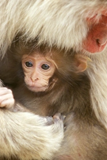Snow Monkey Prints: Snow Monkey Baby, Jigokudani, Nagano, Japan
