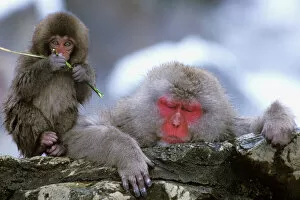 Images Dated 9th October 2007: Snow Monkey Mother & Child, Jigokudani, Nagano, Japan