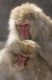 Images Dated 1st March 2016: Snow Monkeys, Nagano, Japan