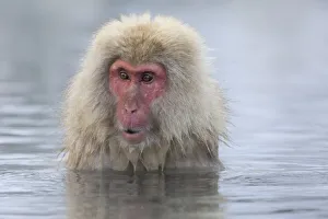 Images Dated 1st March 2016: Snow Monkeys, Nagano, Japan
