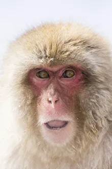 Images Dated 1st March 2016: Snow Monkeys, Nagano, Japan