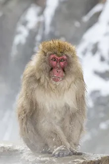 Images Dated 1st March 2016: Snow Monkeys, Nagano, Japan