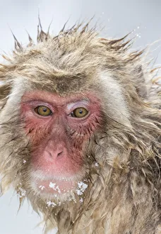 Images Dated 1st March 2016: Snow Monkeys, Nagano, Japan