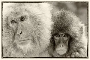 Images Dated 1st March 2016: Snow Monkeys, Nagano, Japan