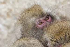 Snow Monkeys, Nagano, Japan