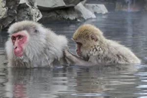 Images Dated 1st March 2016: Snow Monkeys, Nagano, Japan