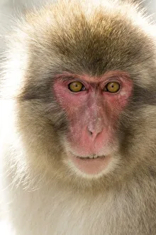 Images Dated 1st March 2016: Snow Monkeys, Nagano, Japan