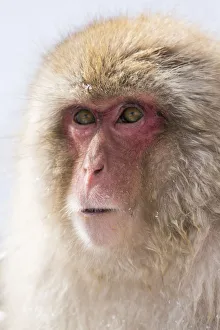 Images Dated 1st March 2016: Snow monkeys wintering in Nagano, Japan