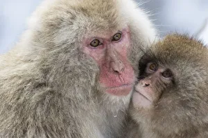 Images Dated 1st March 2016: Snow monkeys wintering in Nagano, Japan