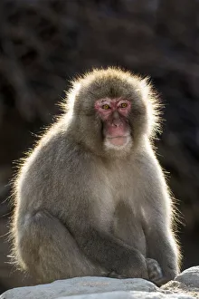 Images Dated 2nd March 2016: Snow monkeys wintering in Nagano, Japan