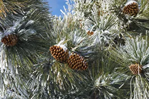 Images Dated 23rd February 2018: Snow on pine cones, San Bernardino National Forest, California, USA