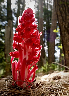 Snow plant, Yosemite National Park, California