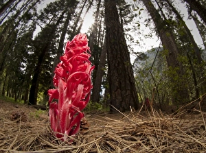 Snow plant, Yosemite National Park, California