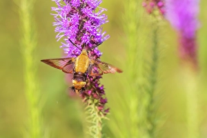 Images Dated 10th June 2024: Snowberry clearwing moth on prairie blazing star, Effingham County, Illinois